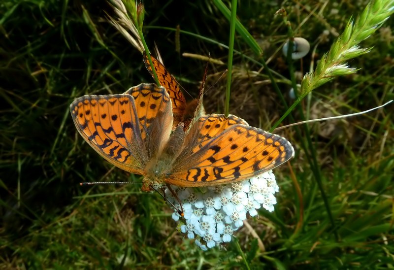 Argynnis aglaja ♂??